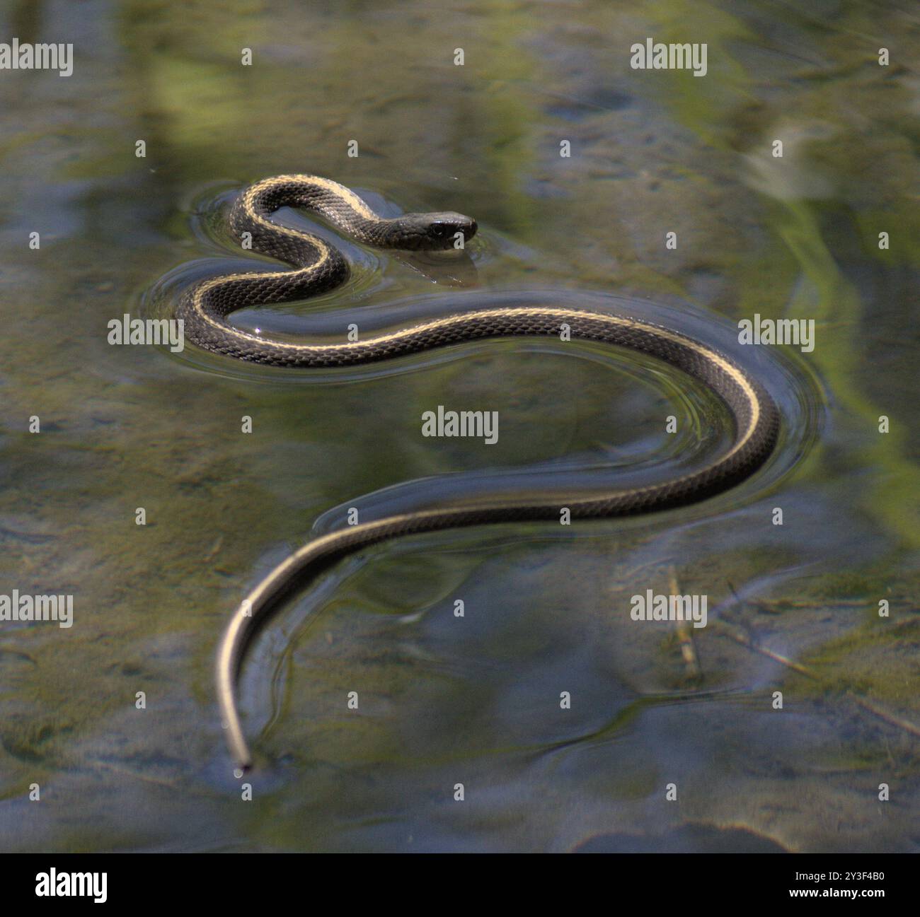 Western Terrestrial Garter Snake (Thamnophis elegans) Reptilia Stock ...