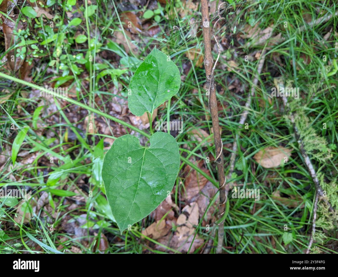 Anglepod (Gonolobus suberosus) Plantae Stock Photo - Alamy