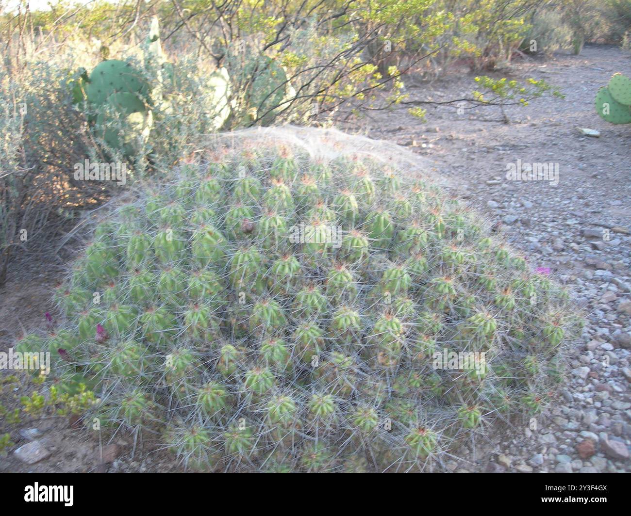 (Echinocereus enneacanthus enneacanthus) Plantae Stock Photo