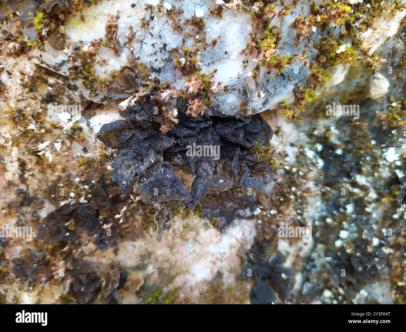 Flaking Tarpaper Lichen (Collema flaccidum) Fungi Stock Photo - Alamy