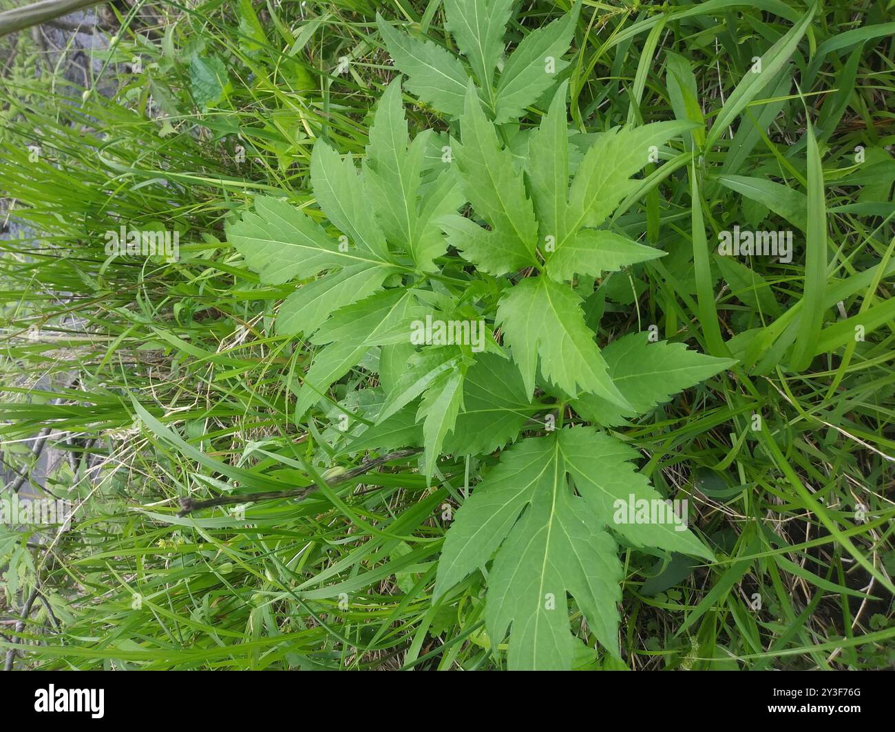 cutleaf coneflower (Rudbeckia laciniata) Plantae Stock Photo - Alamy