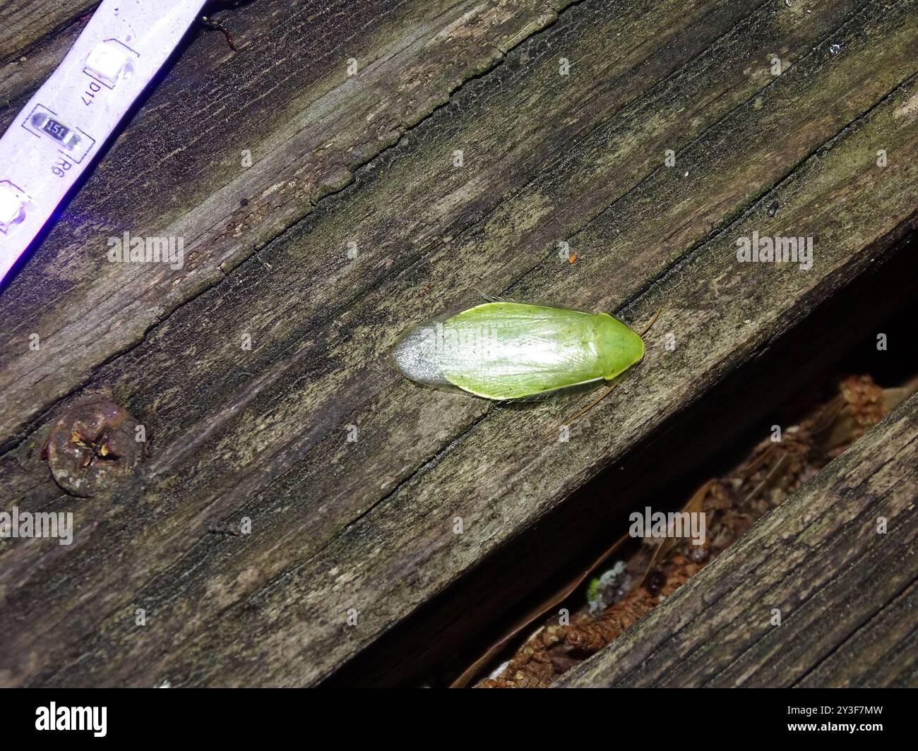 Panchlora nivea hi-res stock photography and images - Alamy