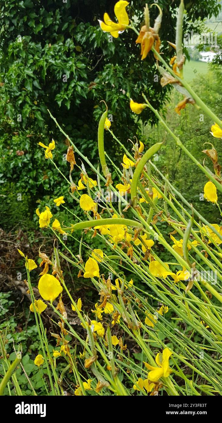 Spanish Broom (Spartium junceum) Plantae Stock Photo