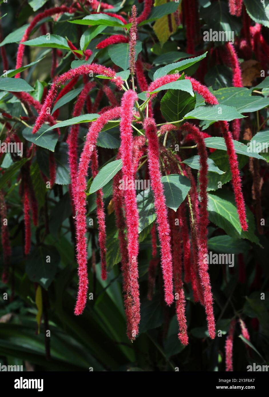 Love-lies-bleeding aka Pendant Amaranth, Tassel Flower, Velvet Flower, Foxtail Amaranth and Quilete, Amaranthus caudatus, Amaranthaceae. Stock Photo