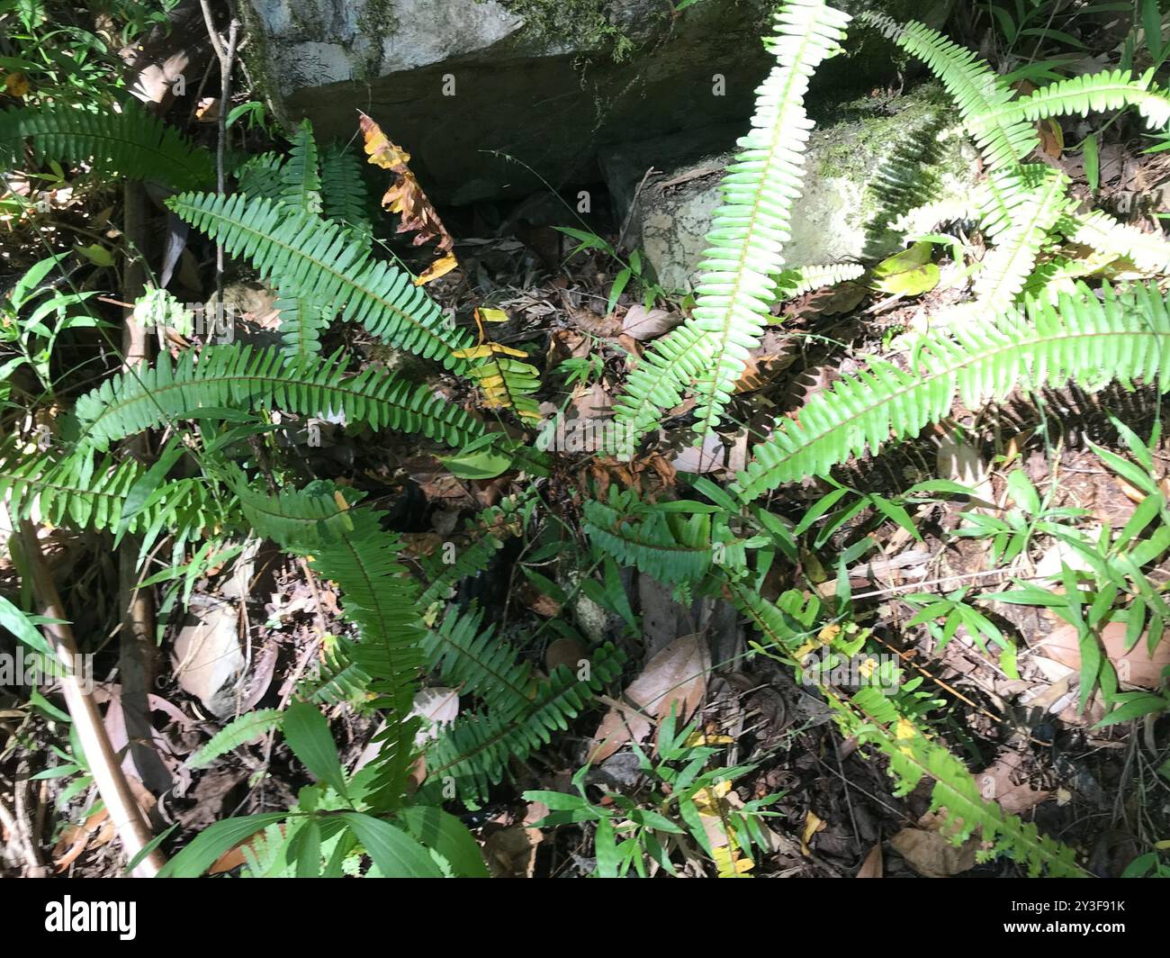 Fishbone Fern (Nephrolepis cordifolia) Plantae Stock Photo - Alamy