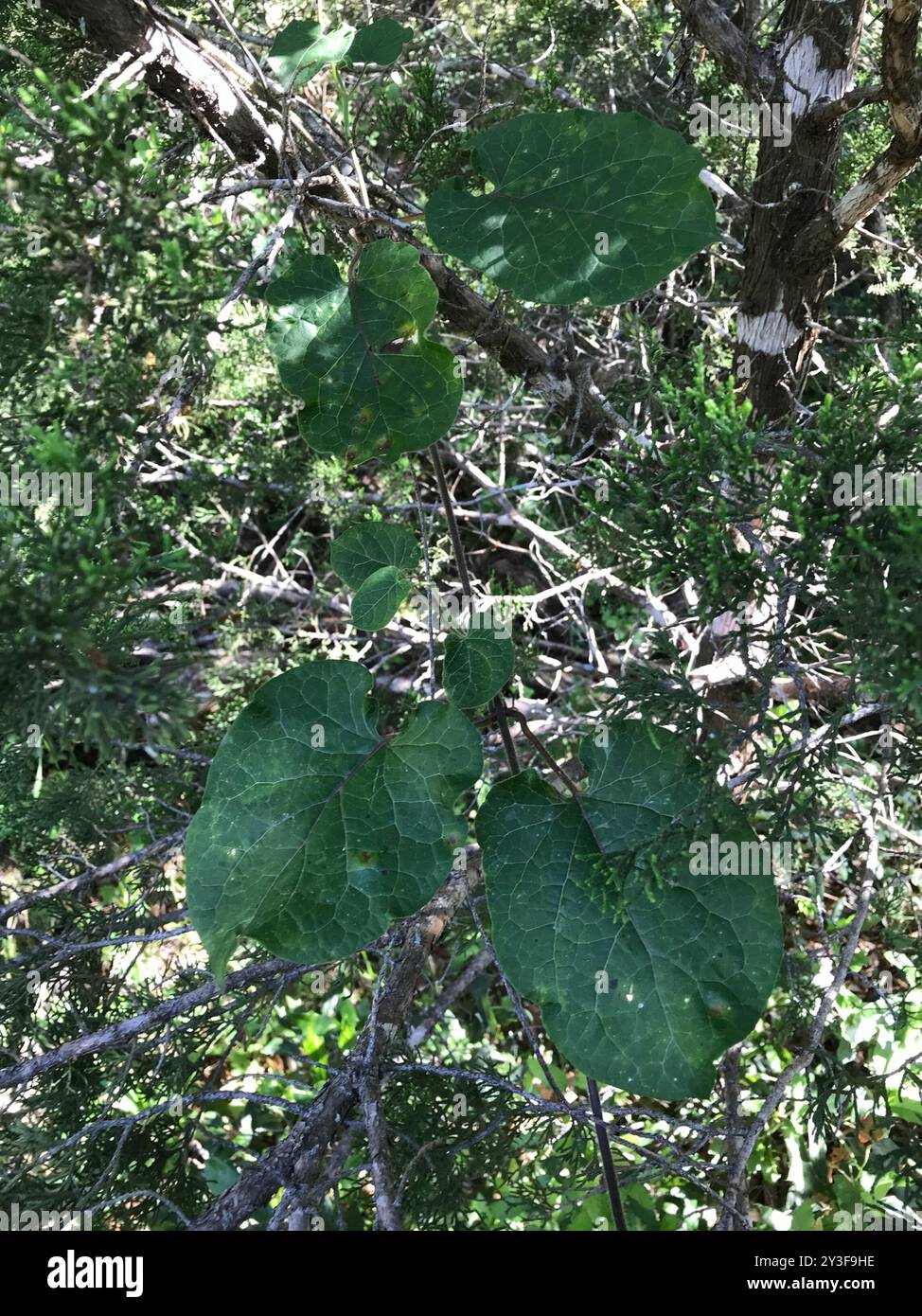 Anglepod (Gonolobus suberosus) Plantae Stock Photo - Alamy