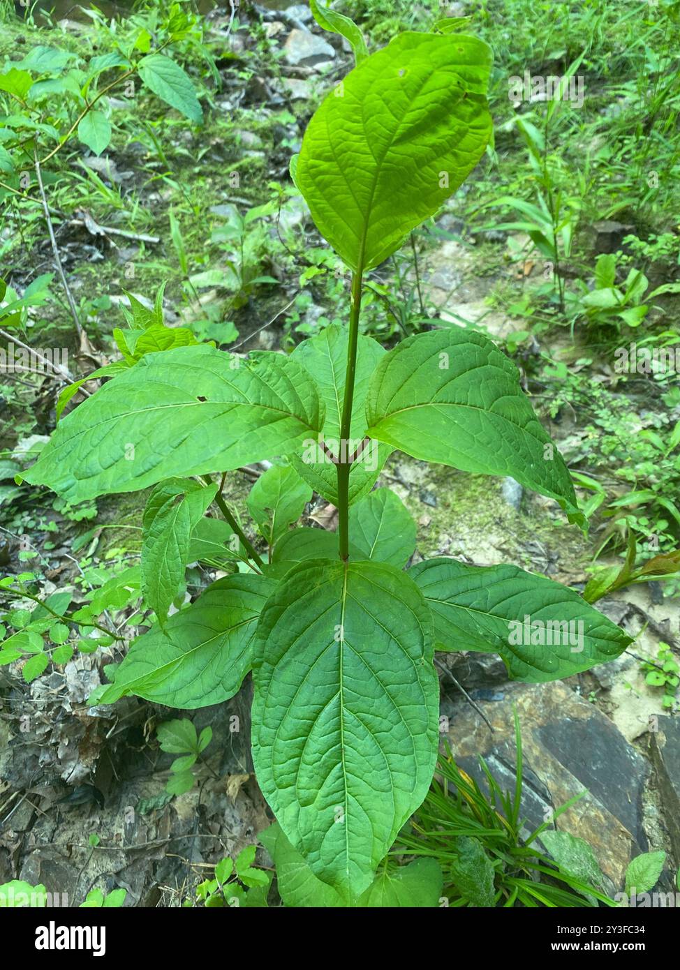 buttonbush (Cephalanthus occidentalis) Plantae Stock Photo - Alamy