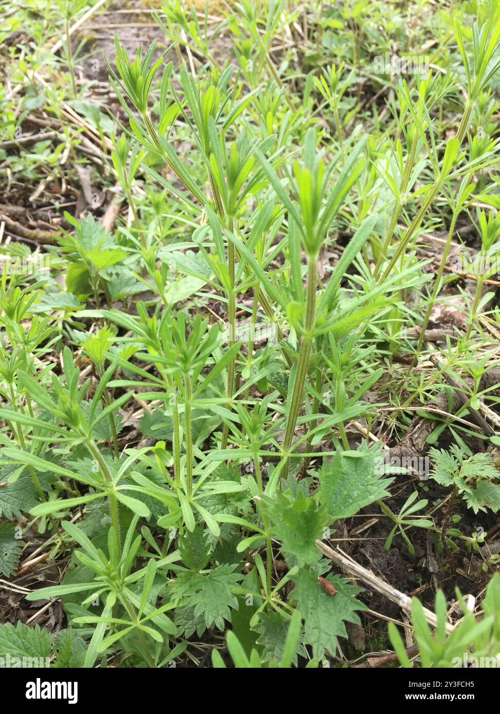 catchweed bedstraw (Galium aparine) Plantae Stock Photo - Alamy