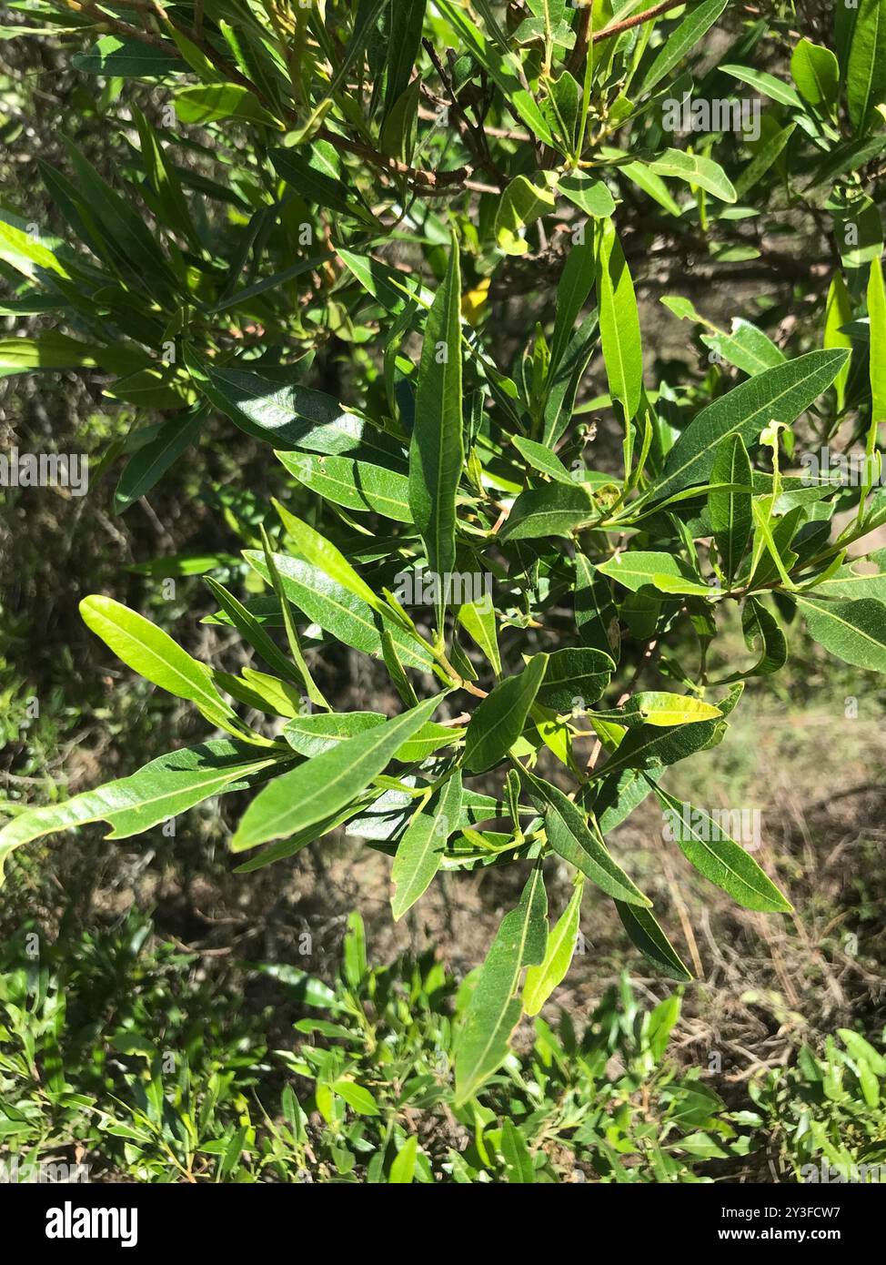 Akeake (Dodonaea viscosa) Plantae Stock Photo - Alamy