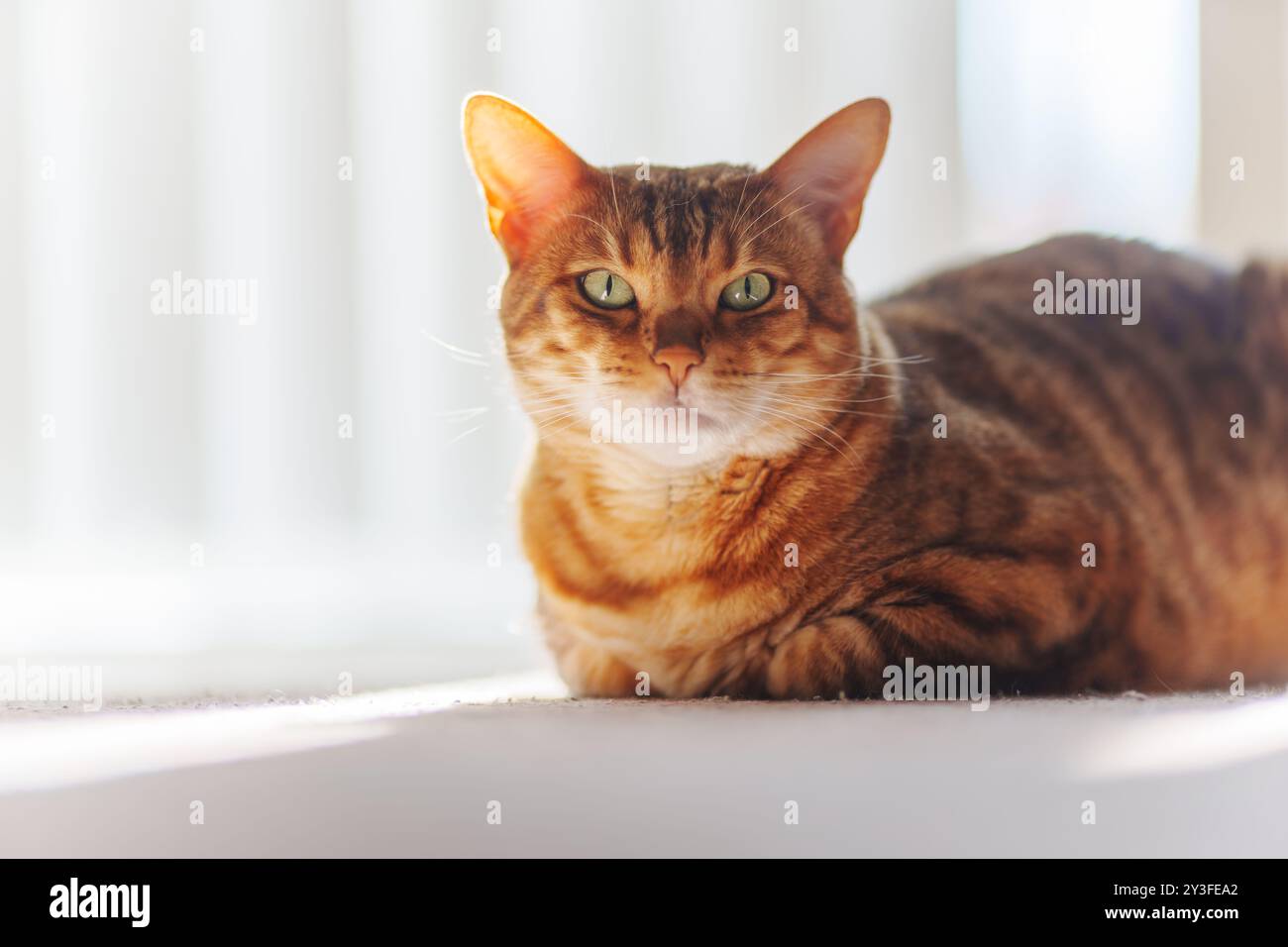 Bengal cat looking at camera. Closeup portrait, white home background. Stock Photo