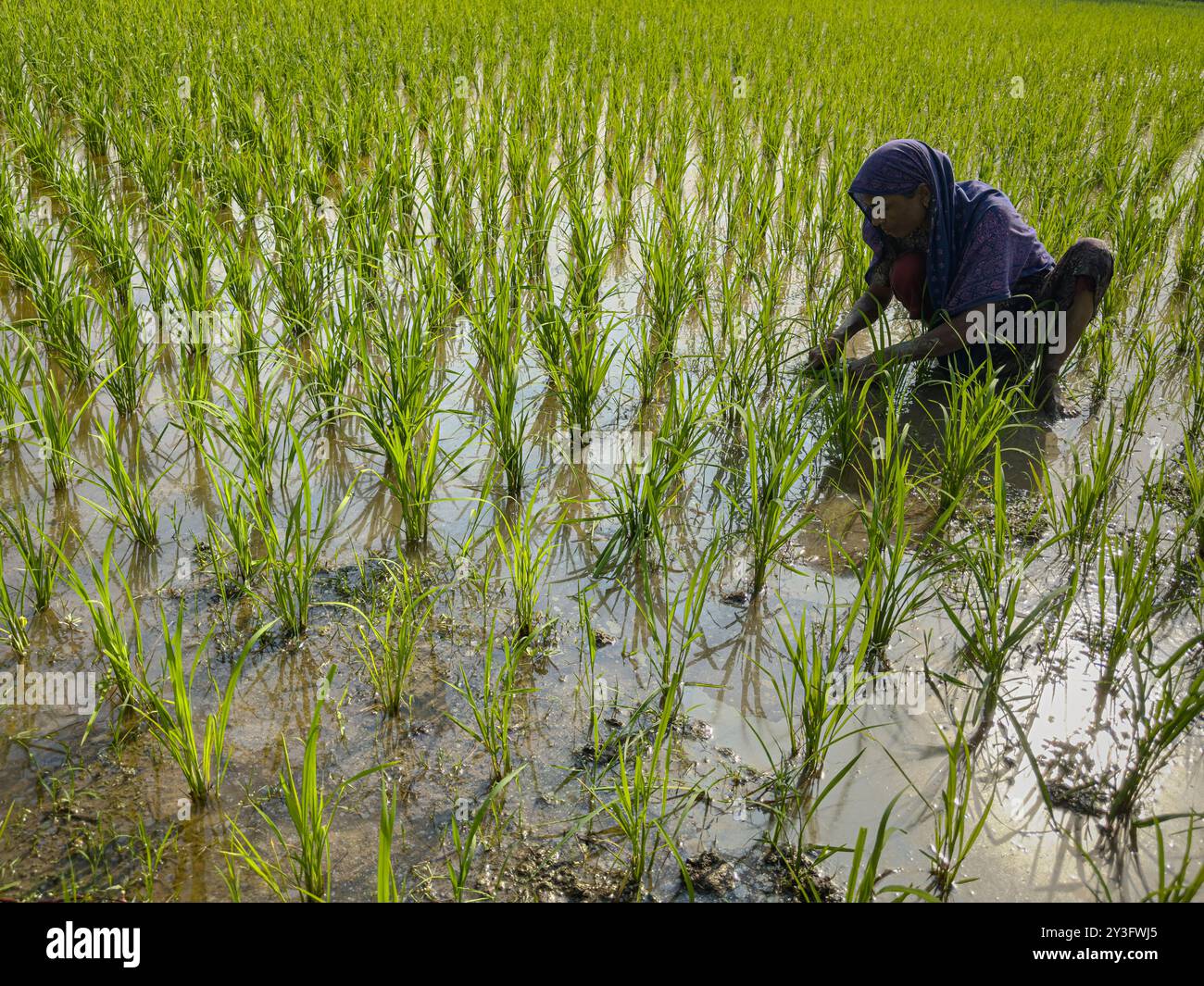 Traditional Rice Farming in Bangladesh  Farmer Tending to Lush Green Paddy Field. Agriculture Background Stock Photo