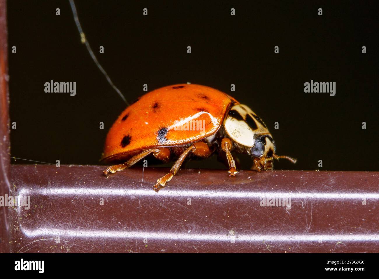 Harmonia axyridis Family Coccinellidae Genus Harmonia Asian ladybeetle wild nature insect wallpaper, picture, photography Stock Photo