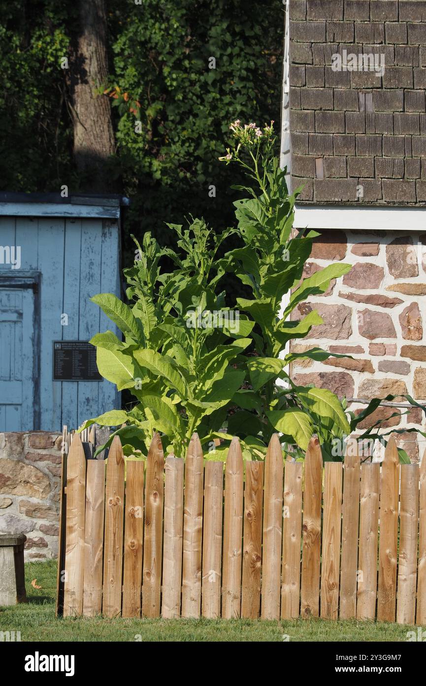 grow tobacco in garden How to Plant (Nicotiana) Close Up of Tobacco Plants