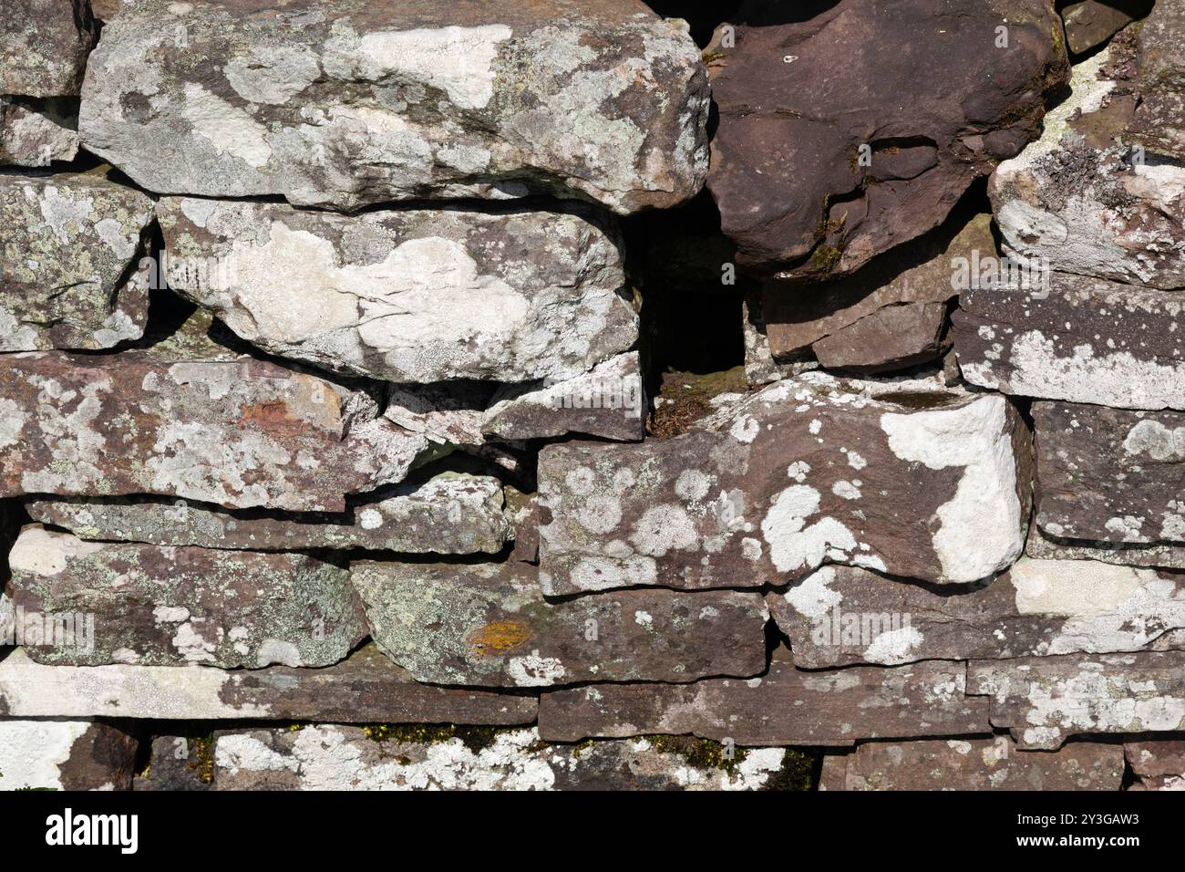 Lichen on a dry stone wall, Brecon Beacons National Park, South Wales, UK. Stock Photo