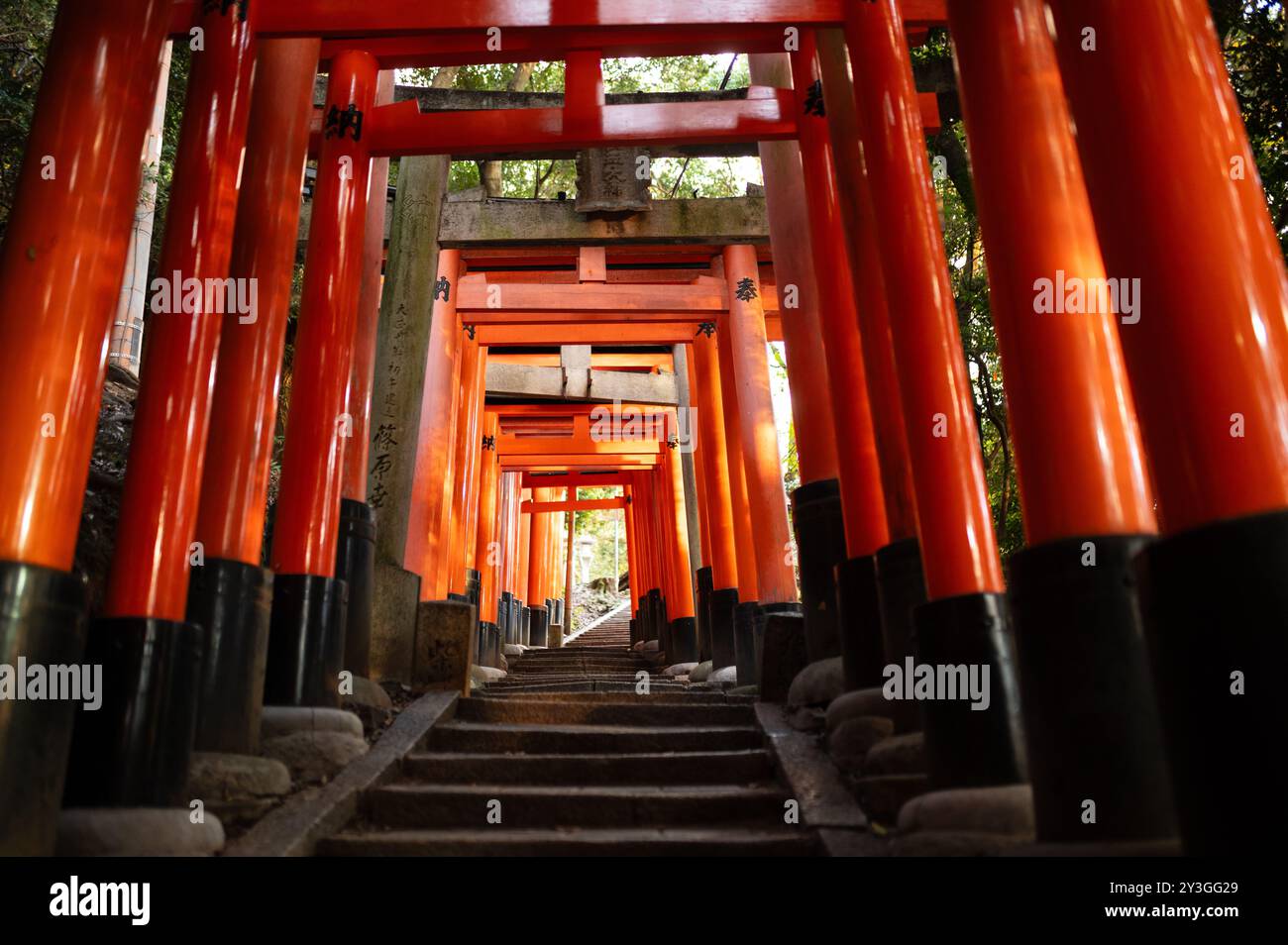 A captivating view of stairs ascending through vibrant red Torii gates ...
