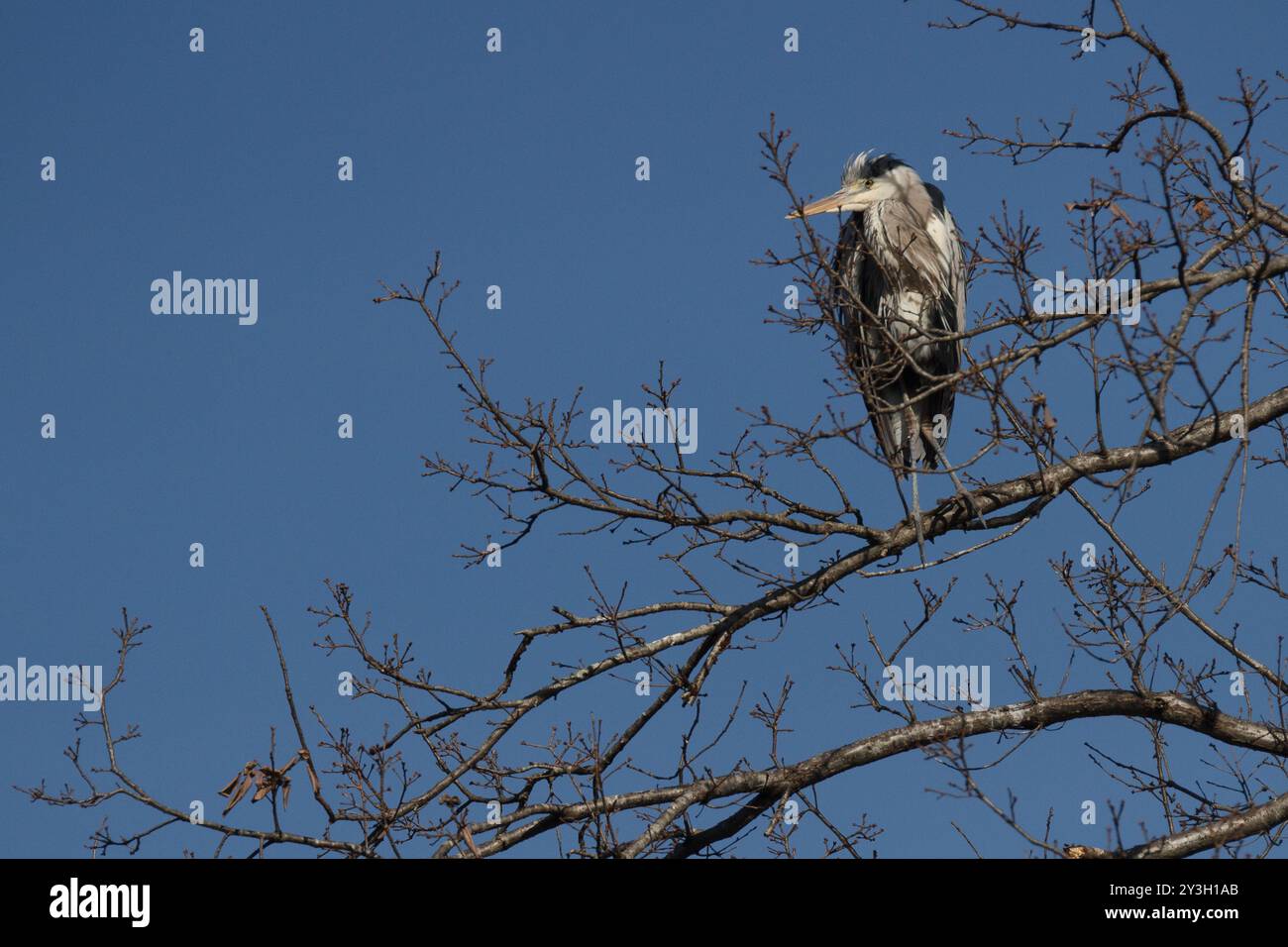A grey heron (Ardea cinerea) perched in a tree in a park in Kanagawa, Japan. Stock Photo