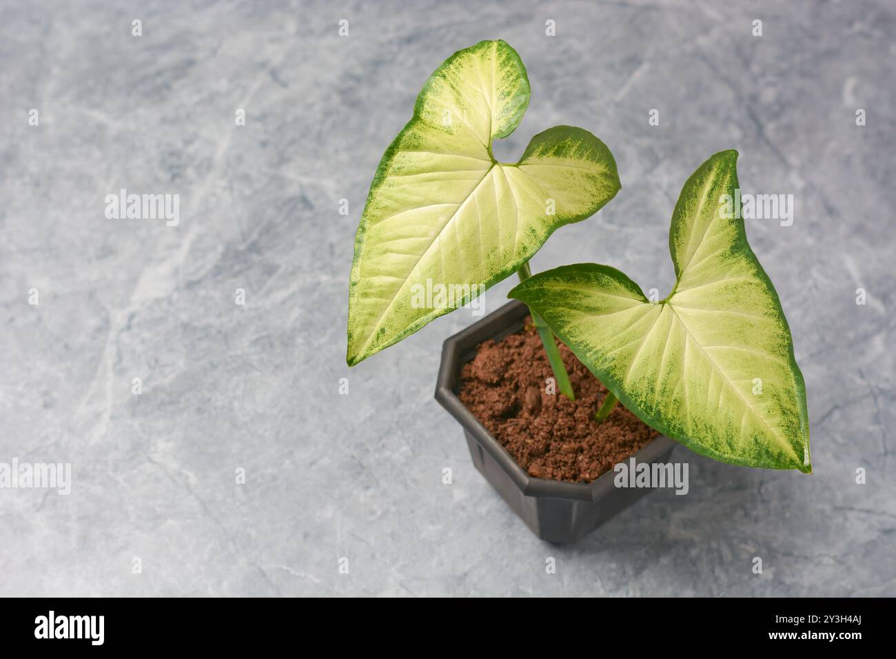 green and yellow arrowhead or goosefoot plant vine grown in black pot isolated on cement floor, popular houseplant with arrow shaped leaves Stock Photo