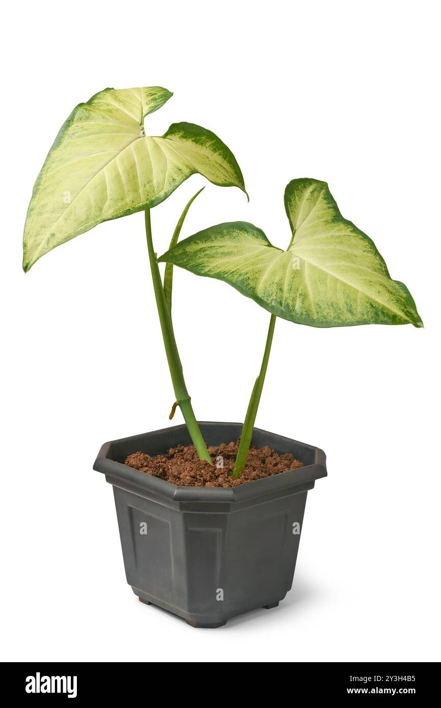 green and yellow arrowhead or goosefoot plant vine grown in black pot isolated white background, popular houseplant with arrow shaped leaves Stock Photo