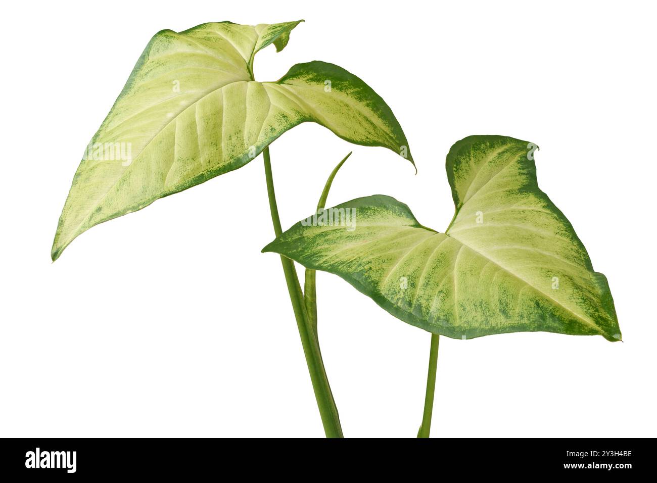 green and yellow arrowhead or goosefoot plant leaves isolated white background, popular houseplant with arrow shaped leaves Stock Photo