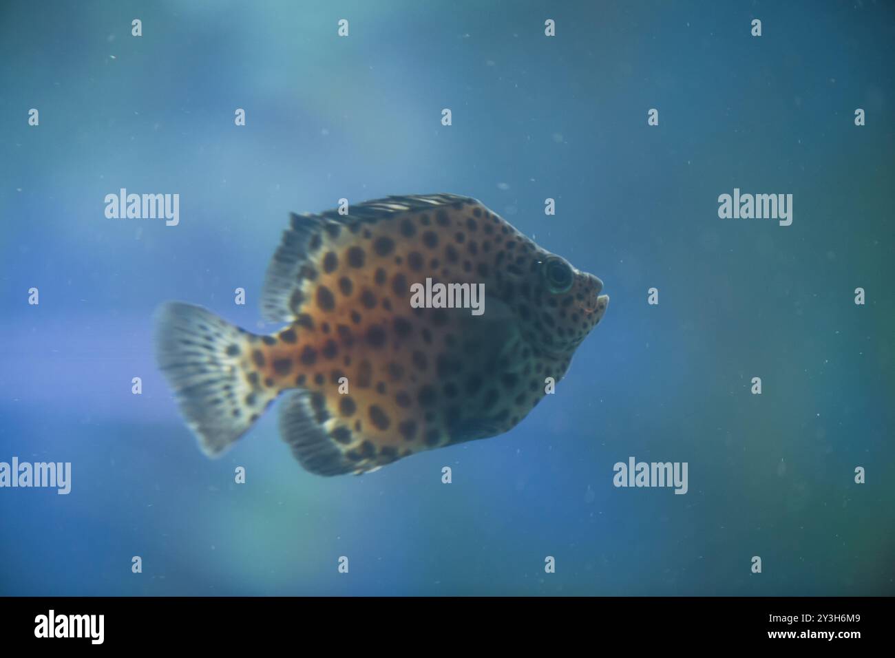 Argus Fish Scat family scatophagidae hi-res stock photography and images - Alamy