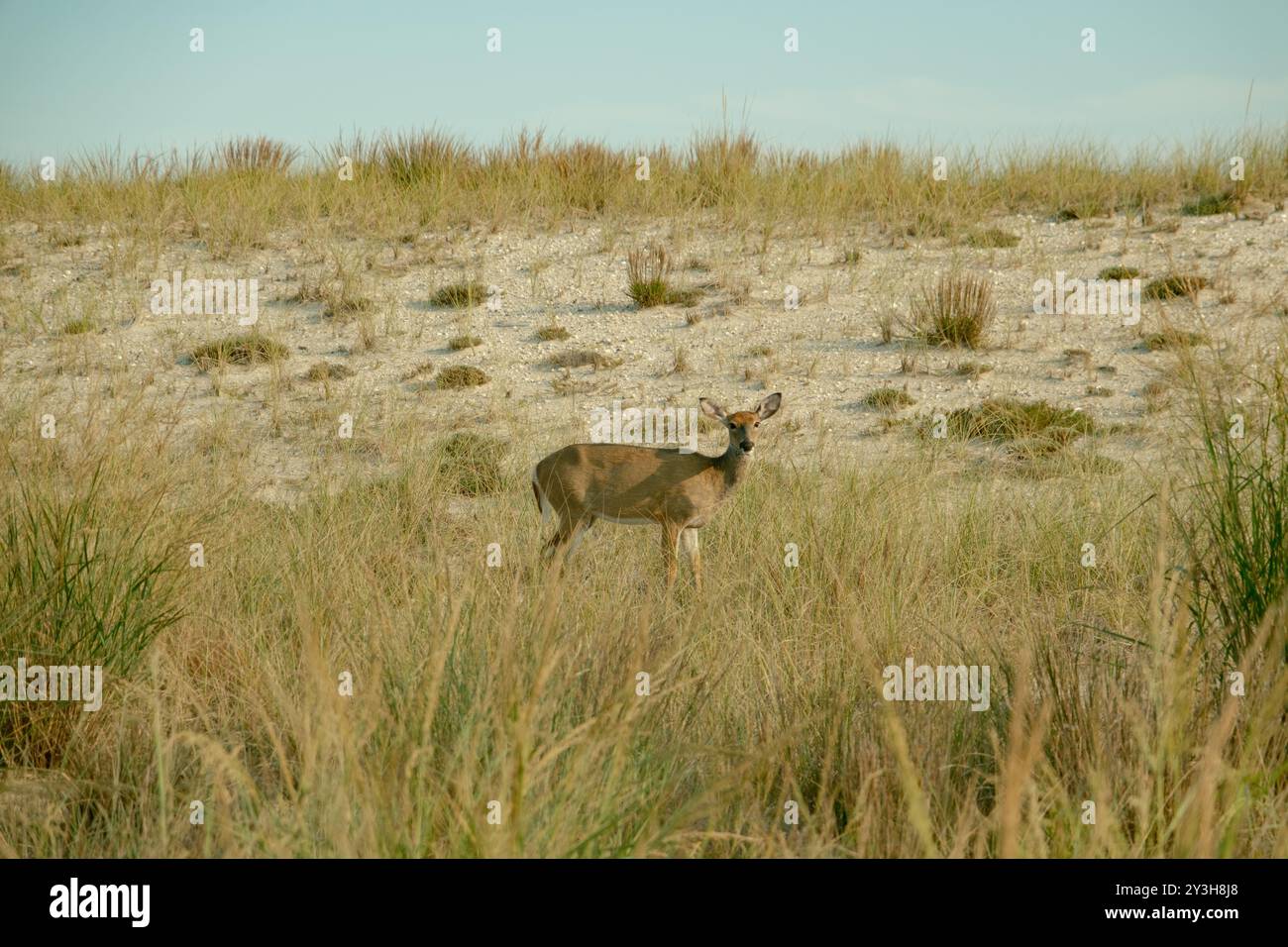 A deer on Fire Island, New York Stock Photo - Alamy