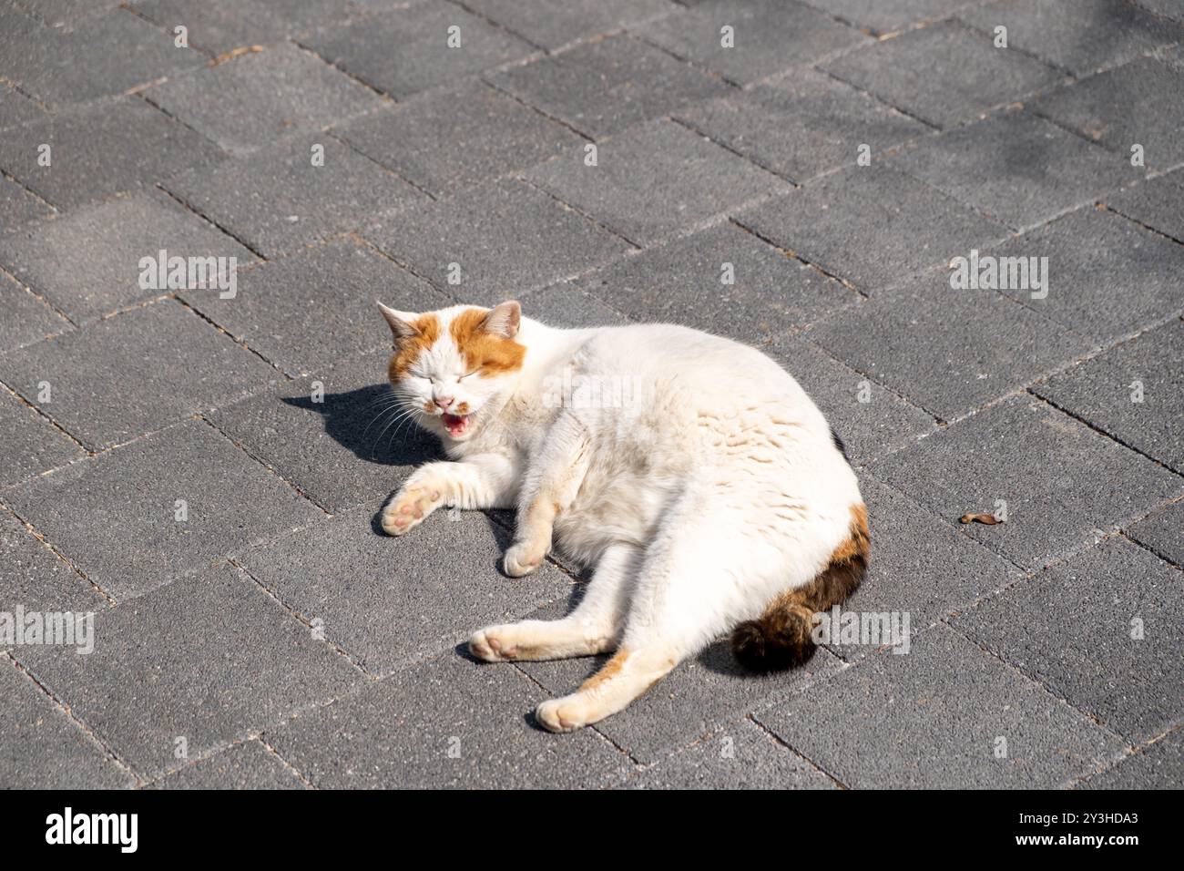 Chubby cat lying on the floor Stock Photo