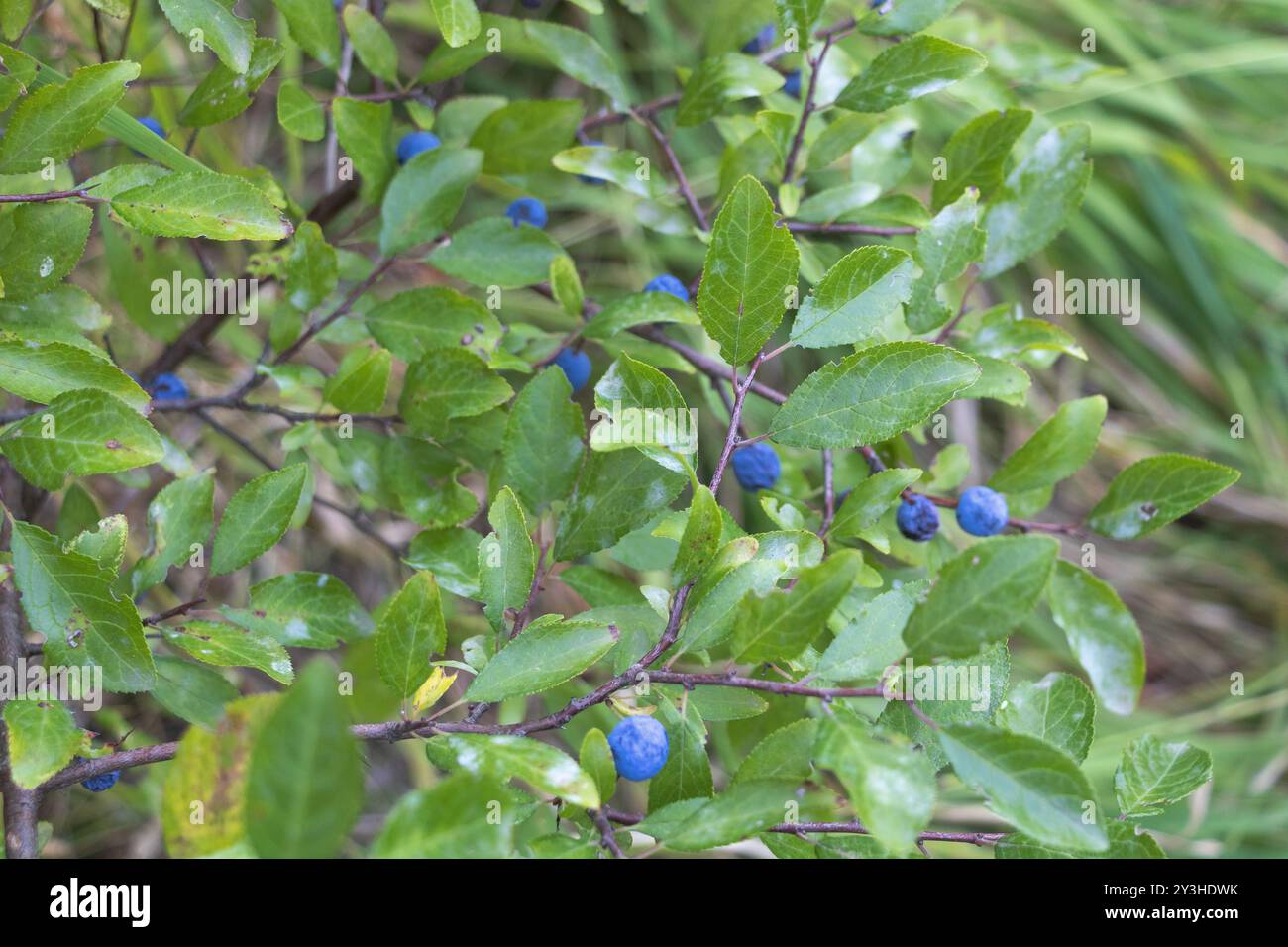 Spindly shrub hi-res stock photography and images - Alamy
