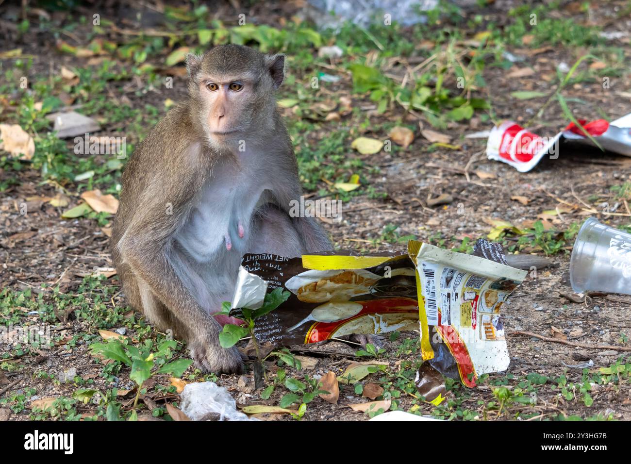 A macaque is looking for food from the garbage dumped out of the trash container Stock Photo