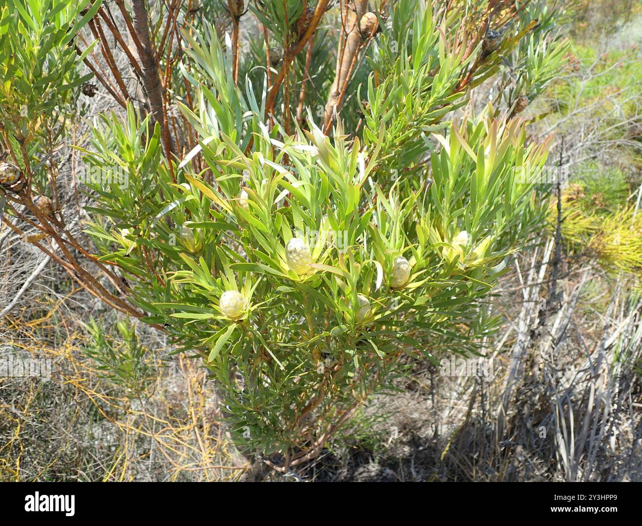 Flatseed Conebushes (Alatosperma) Plantae Stock Photo