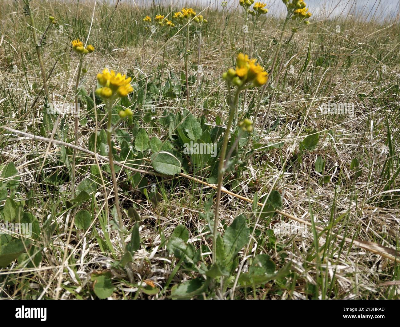 Prairie Groundsel (Packera plattensis) Plantae Stock Photo