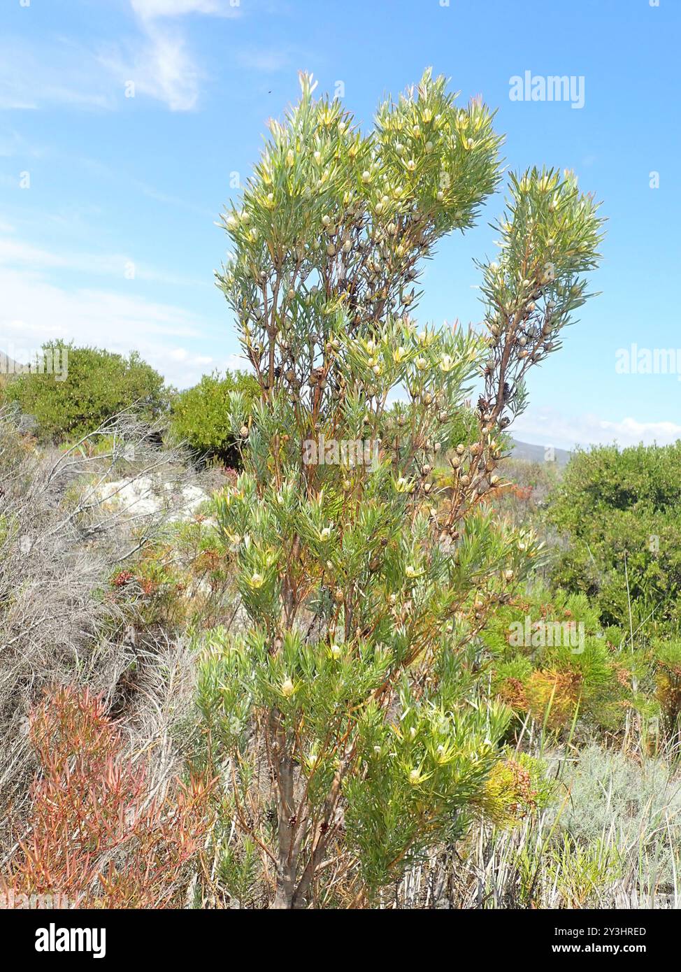 Flatseed Conebushes (Alatosperma) Plantae Stock Photo