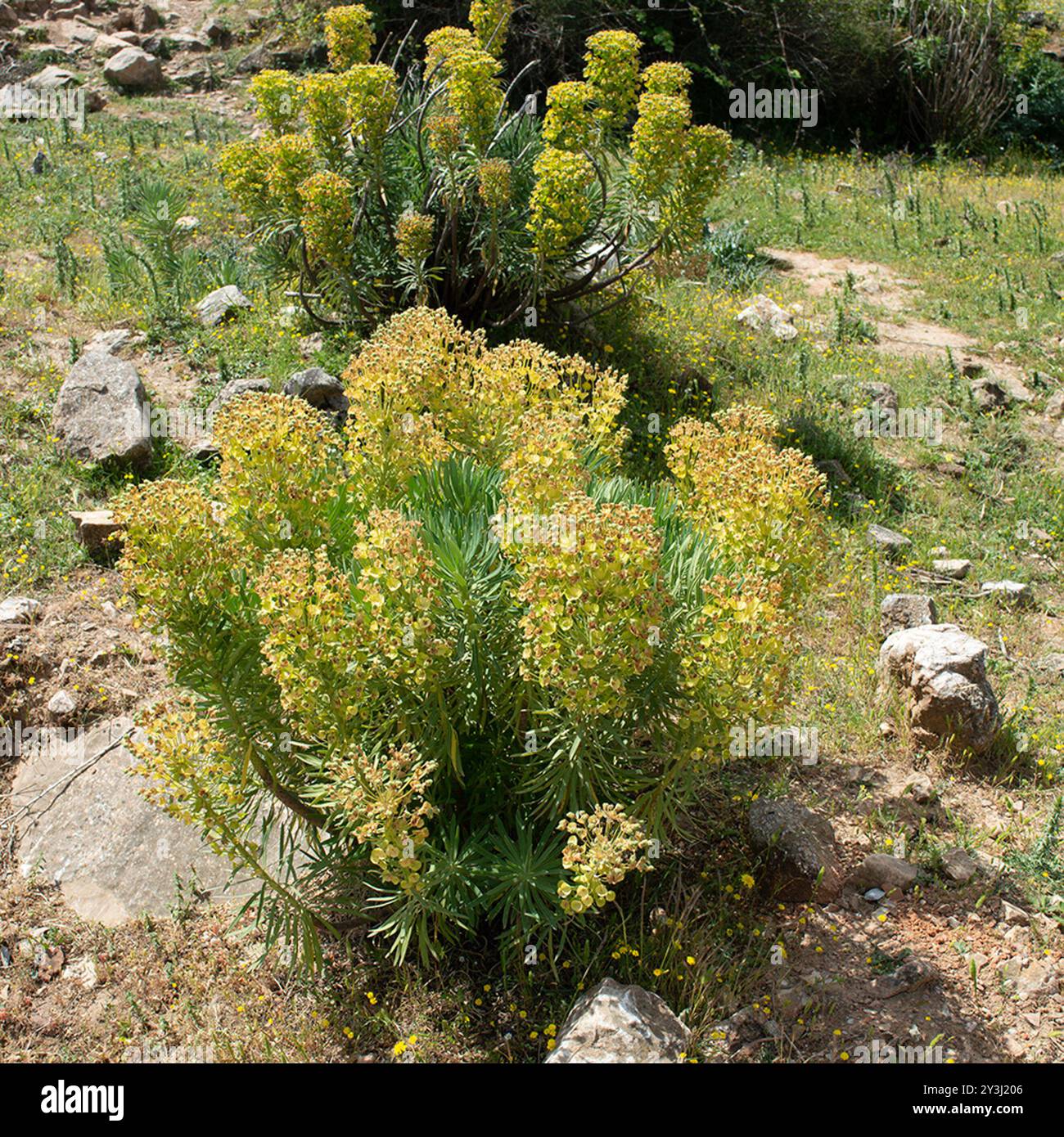 Mediterranean spurge - Euphorbia characias Stock Photo - Alamy