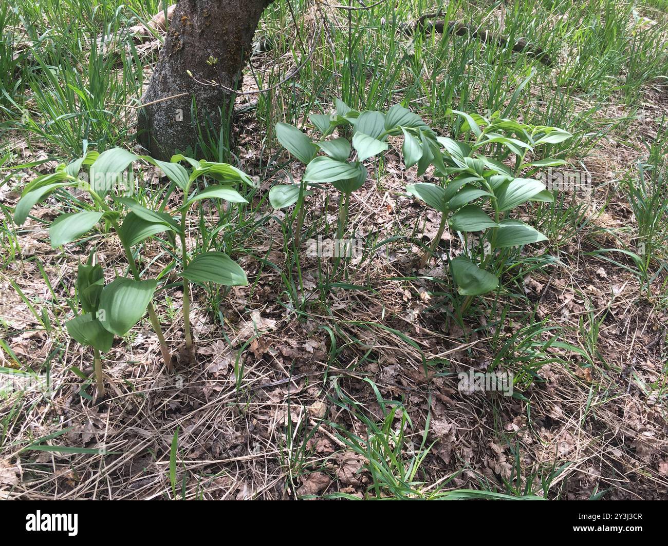 true and false Solomon's seals (Polygonateae) Plantae Stock Photo - Alamy