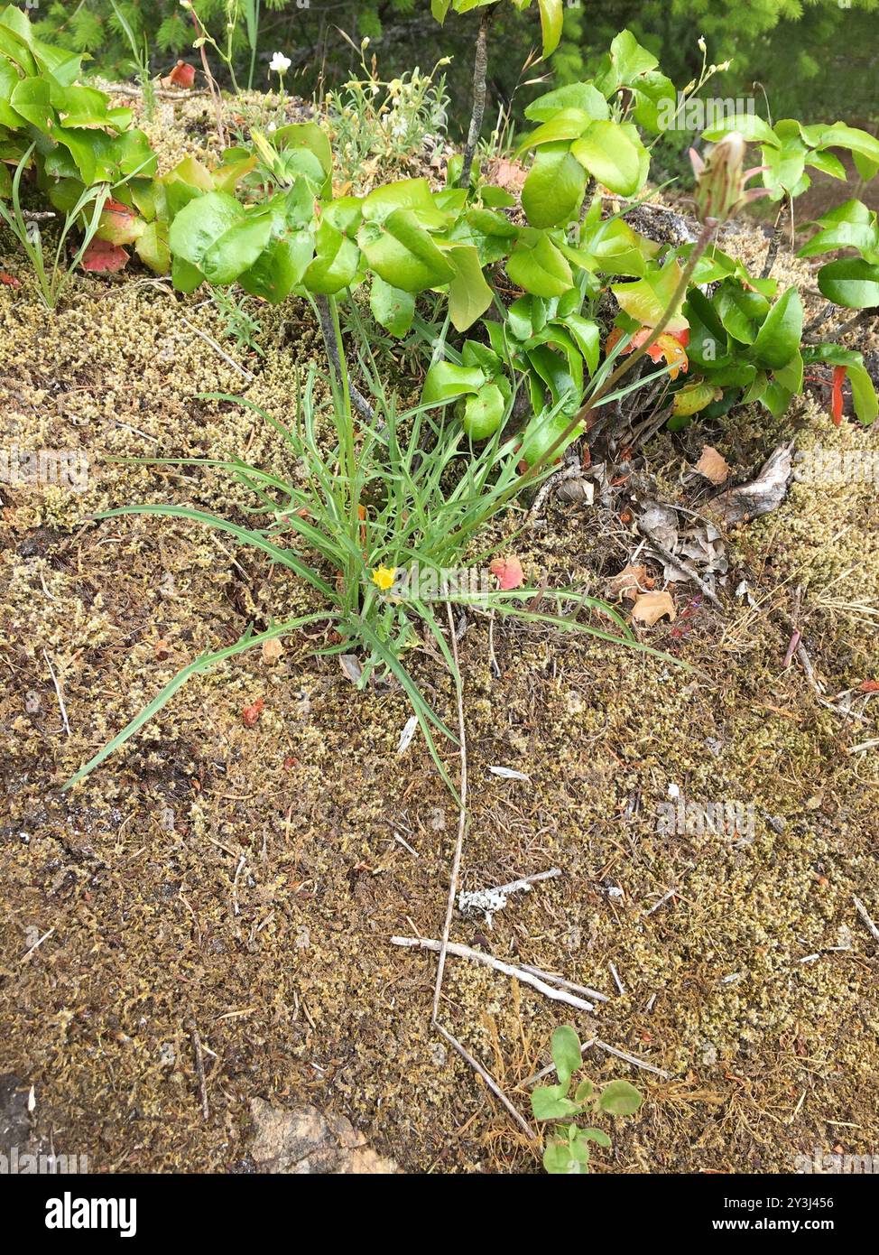 bigflower agoseris (Agoseris grandiflora) Plantae Stock Photo Alamy