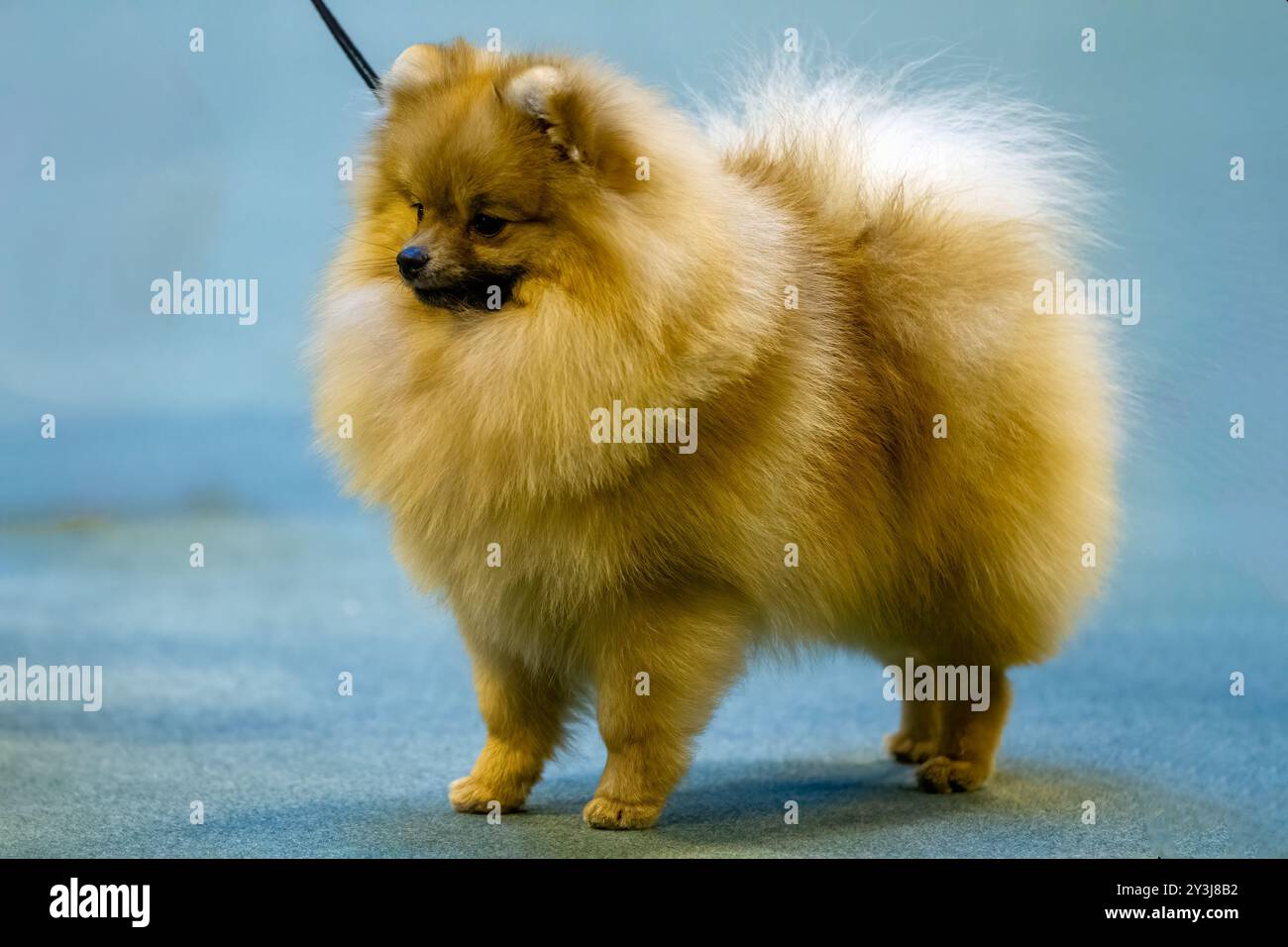 Gold color Pomeranian dog standing on a blue carpet Stock Photo