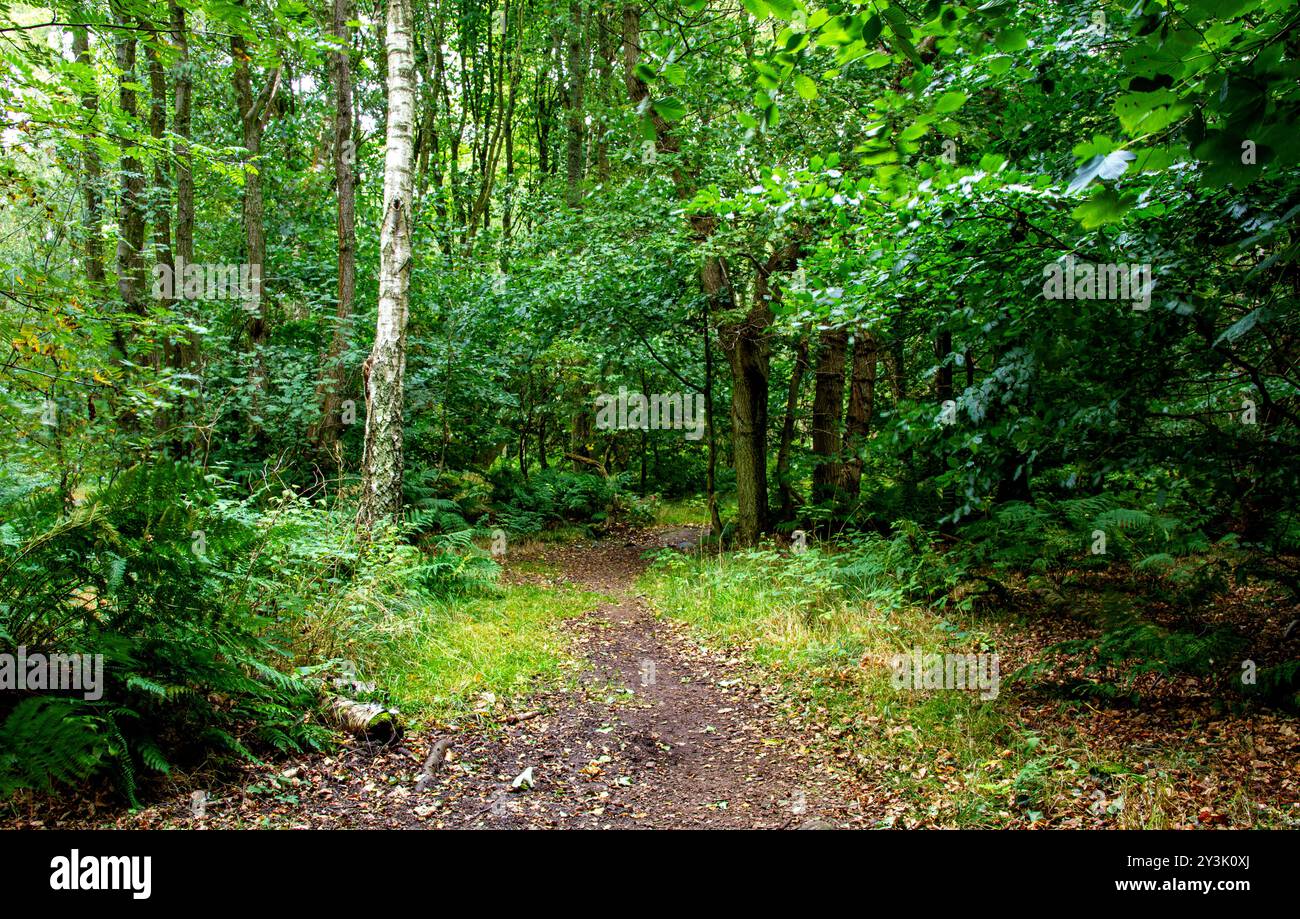 Woodland paths dundee hi-res stock photography and images - Alamy