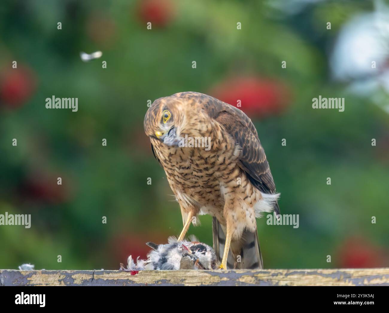 Female Sparrow Hawk Feeding On Her Caught Prey Stock Photo Alamy Female Sparrow Hawk Feeding On Her Caught Prey Stock Photo Alamy