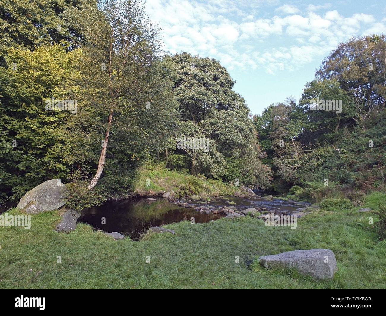 A grass covered woodland clearing surrounded by trees with stepping ...