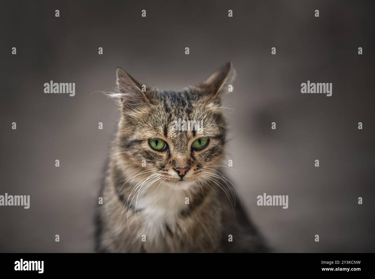 Imposing Looking Portrait of an imposing cat with a piercing look and green eyes, orange ...