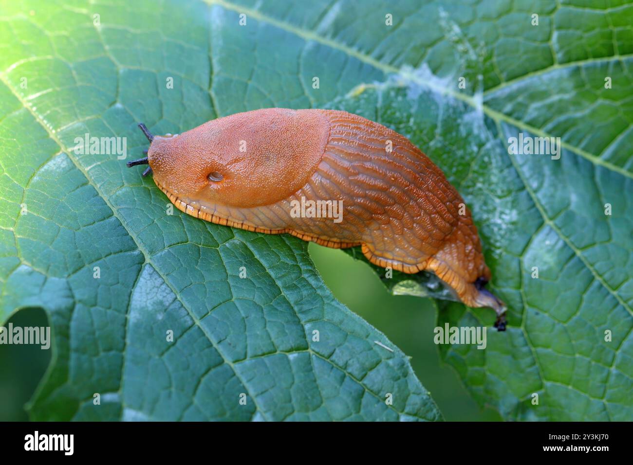 Spanish snail hi-res stock photography and images - Page 8 - Alamy