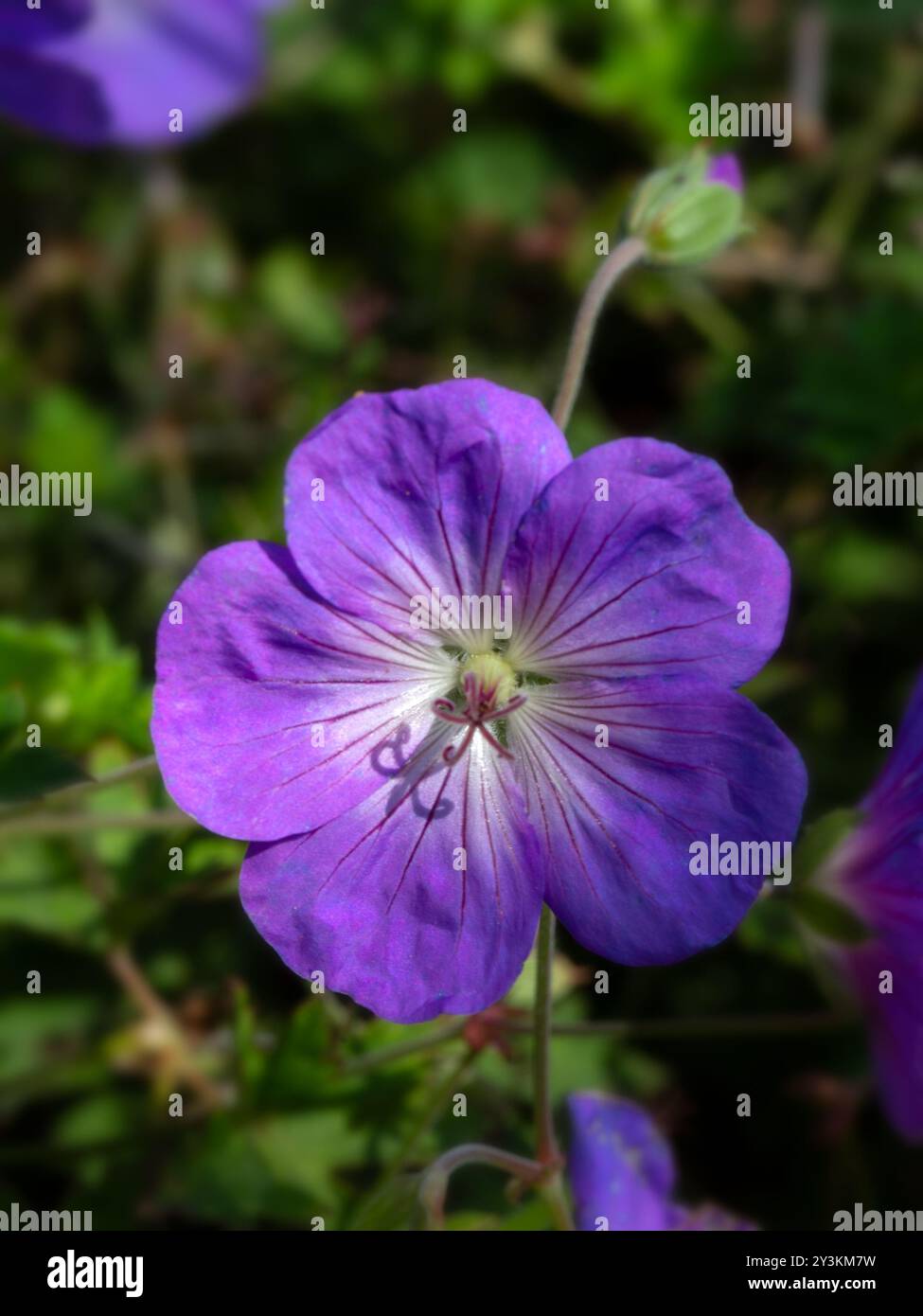 Closeup of a flower of Cranesbill (Geranium 'Azure Rush') in a garden in summer Stock Photo