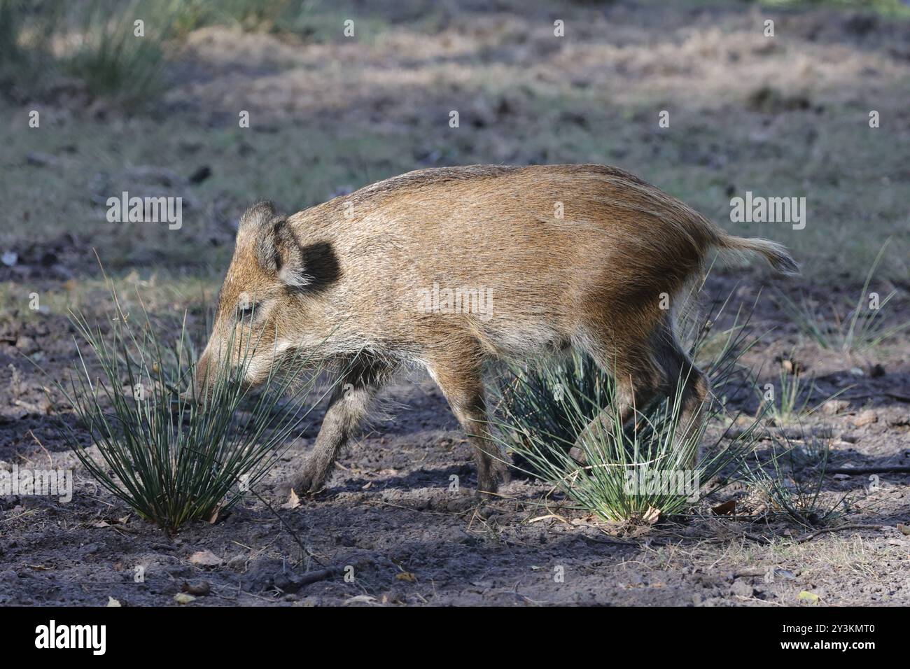 Berlin, Spandauer Forst, Wildschwein Sus scrofa *** Berlin, Spandauer Forst, wild boar Sus scrofa Stock Photo