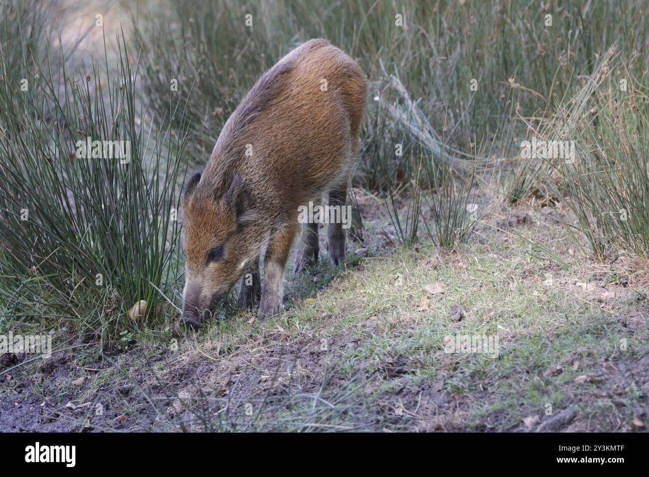 Berlin, Spandauer Forst, Wildschwein Sus scrofa *** Berlin, Spandauer Forst, wild boar Sus scrofa Stock Photo