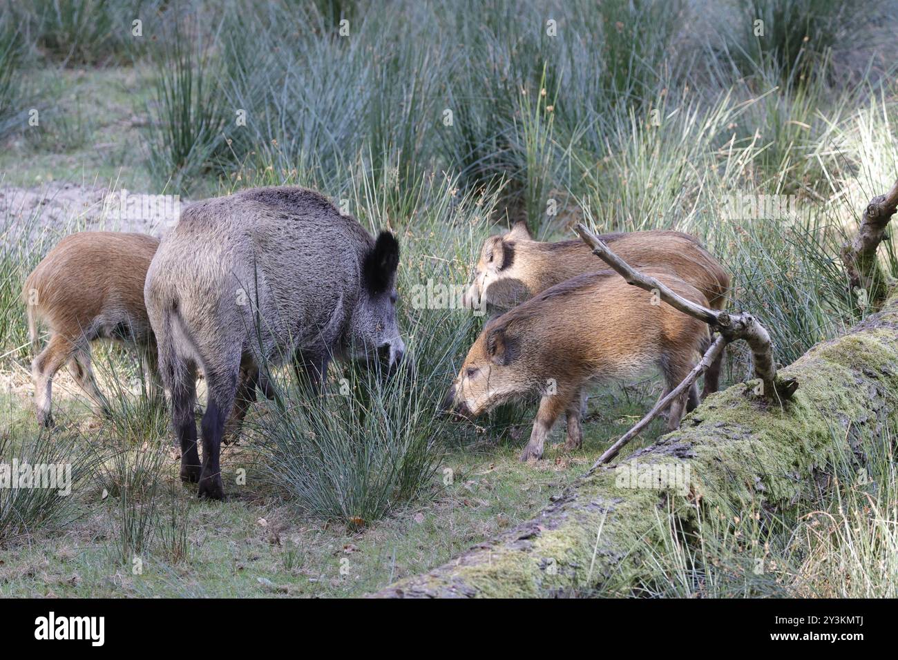 Berlin, Spandauer Forst, Wildschwein Sus scrofa *** Berlin, Spandauer Forst, wild boar Sus scrofa Stock Photo