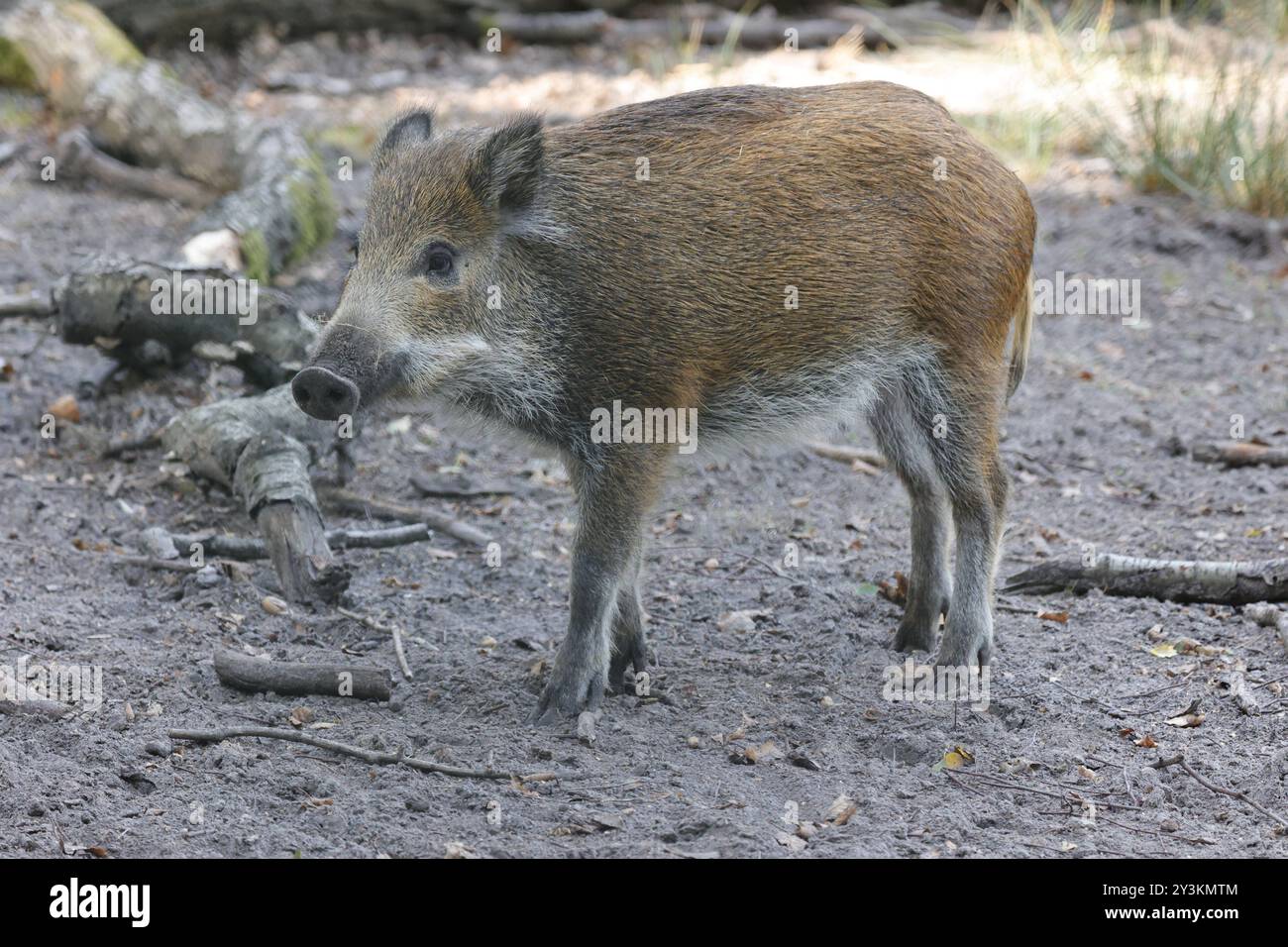 Berlin, Spandauer Forst, Wildschwein Sus scrofa *** Berlin, Spandauer Forst, wild boar Sus scrofa Stock Photo