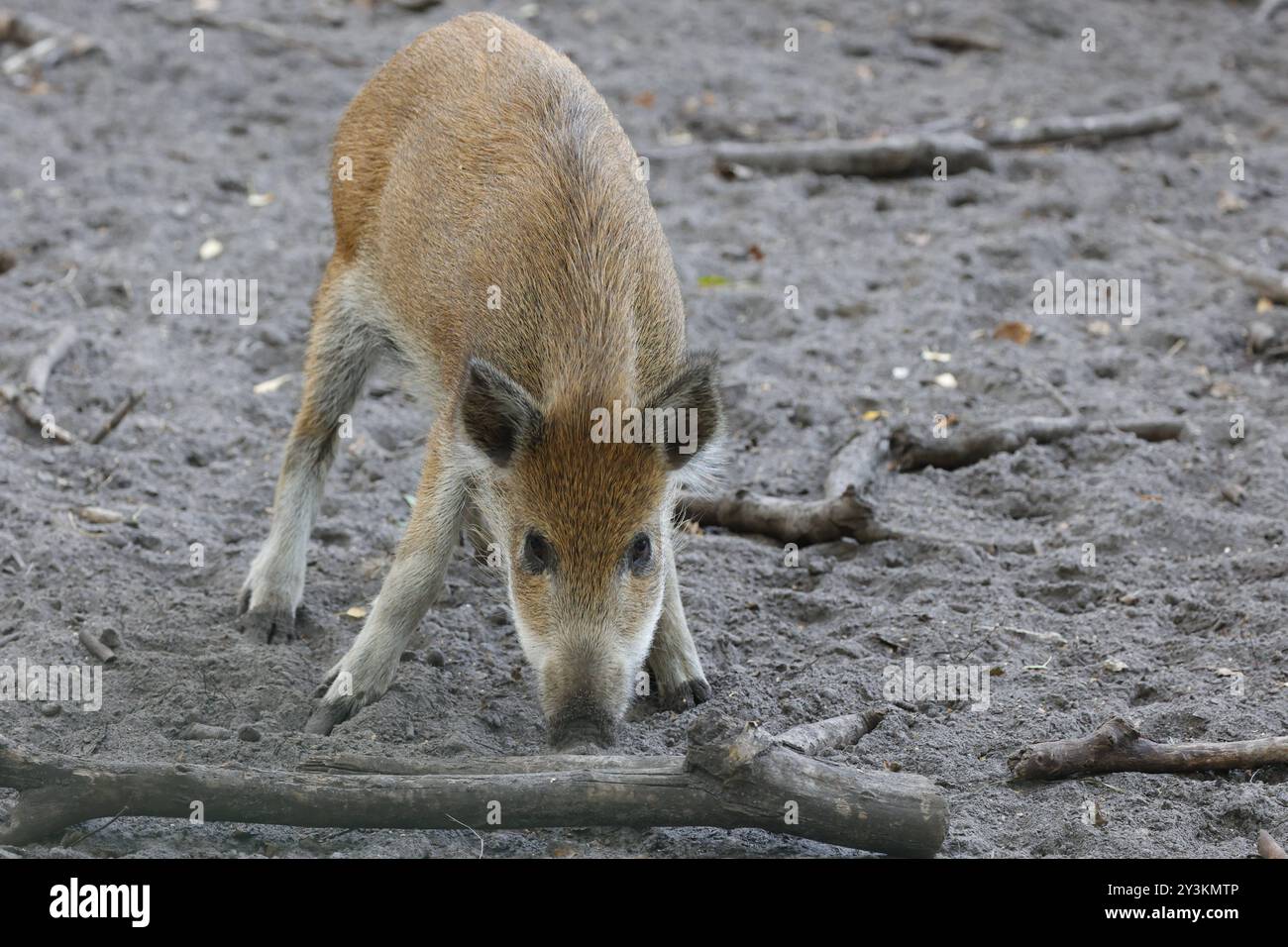 Berlin, Spandauer Forst, Wildschwein Sus scrofa *** Berlin, Spandauer Forst, wild boar Sus scrofa Stock Photo