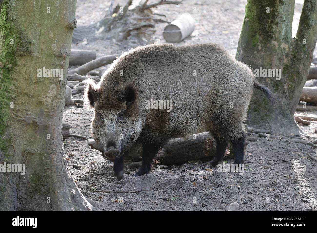 Berlin, Spandauer Forst, Wildschwein Sus scrofa *** Berlin, Spandauer Forst, wild boar Sus scrofa Stock Photo