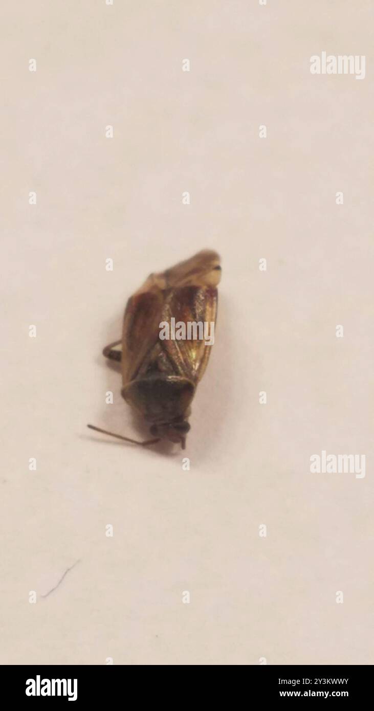 Lygus Bugs (Lygus) Insecta Stock Photo - Alamy