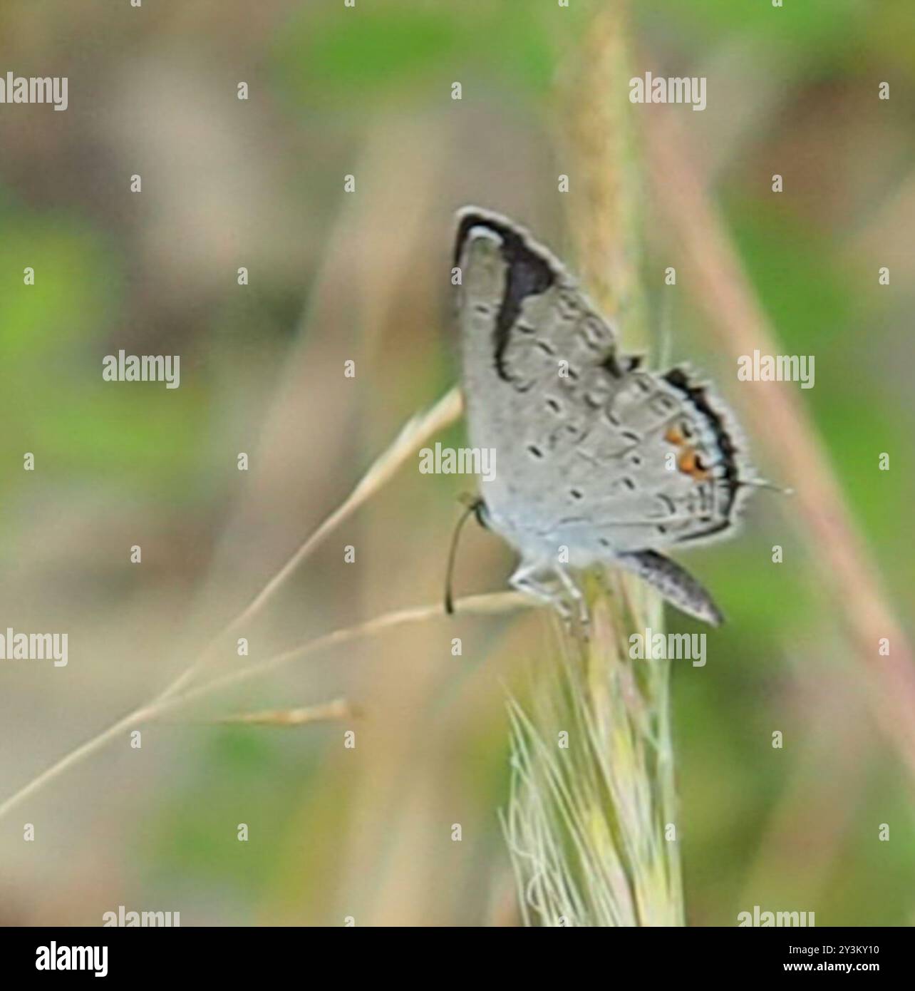 Eastern Tailed-Blue (Cupido comyntas) Insecta Stock Photo - Alamy