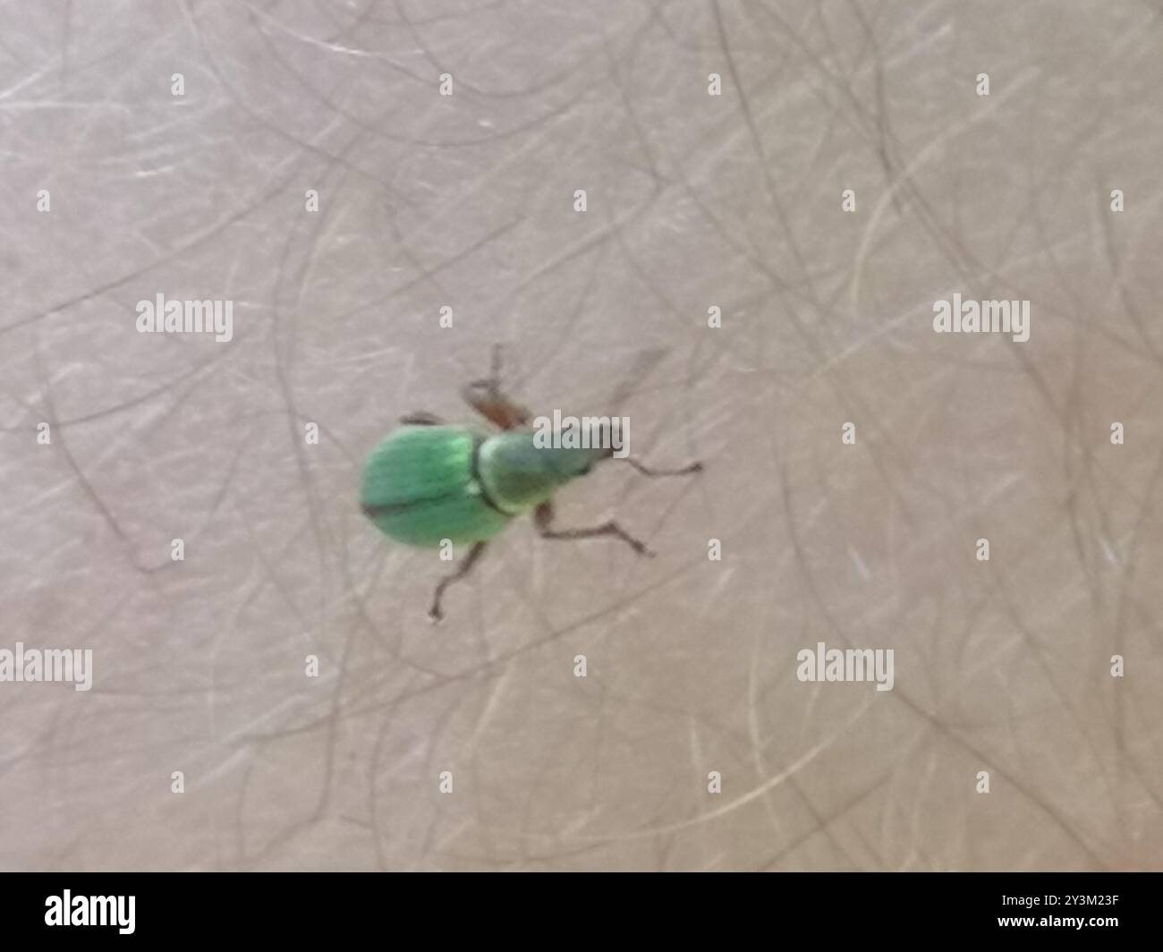 (Polydrusus impar) Insecta Stock Photo - Alamy